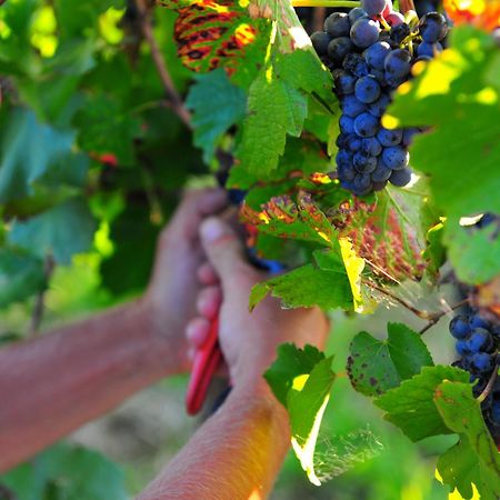Mayfield Vineyard Orange Luaran gambar