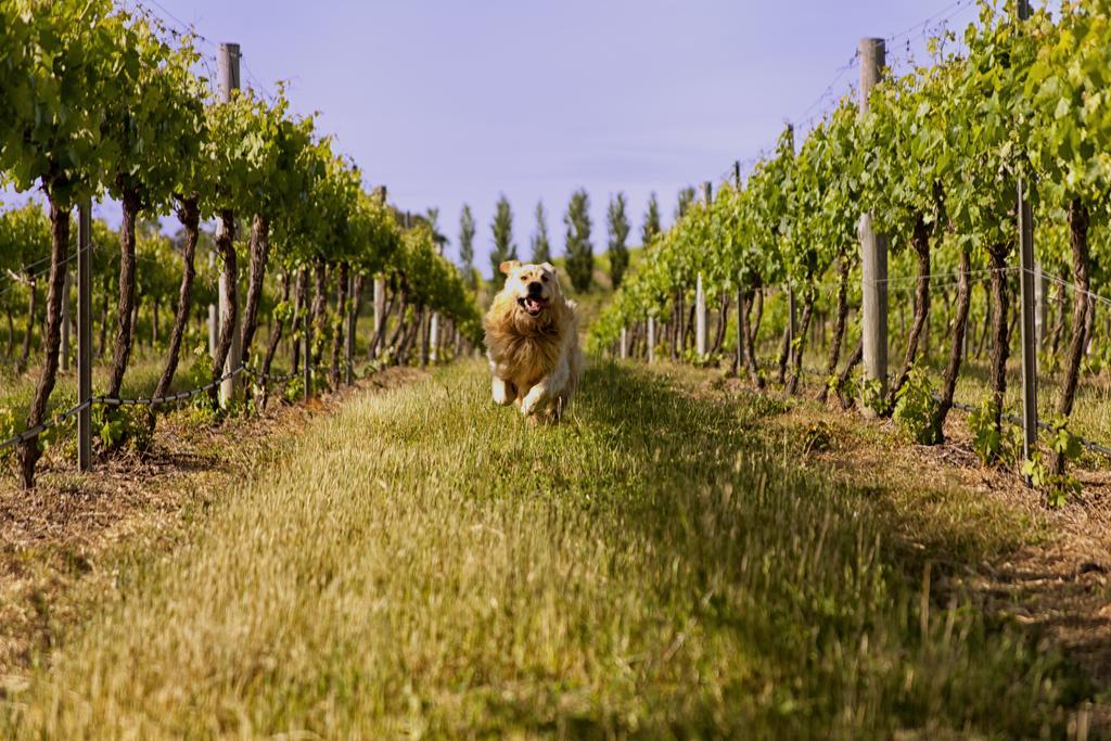 Mayfield Vineyard Orange Luaran gambar
