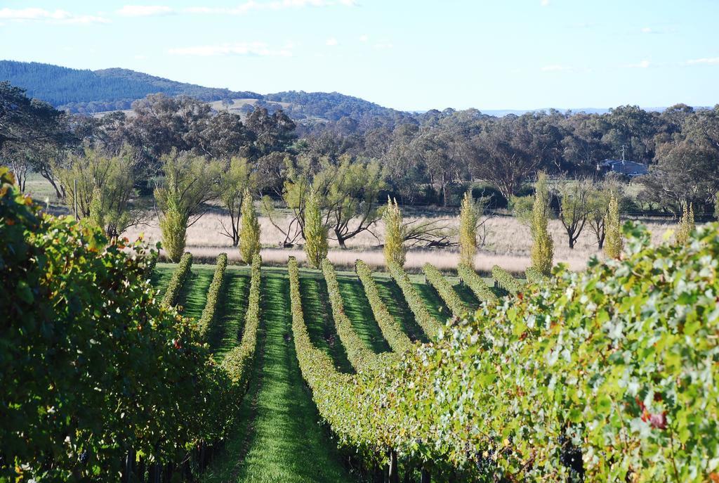 Mayfield Vineyard Orange Luaran gambar