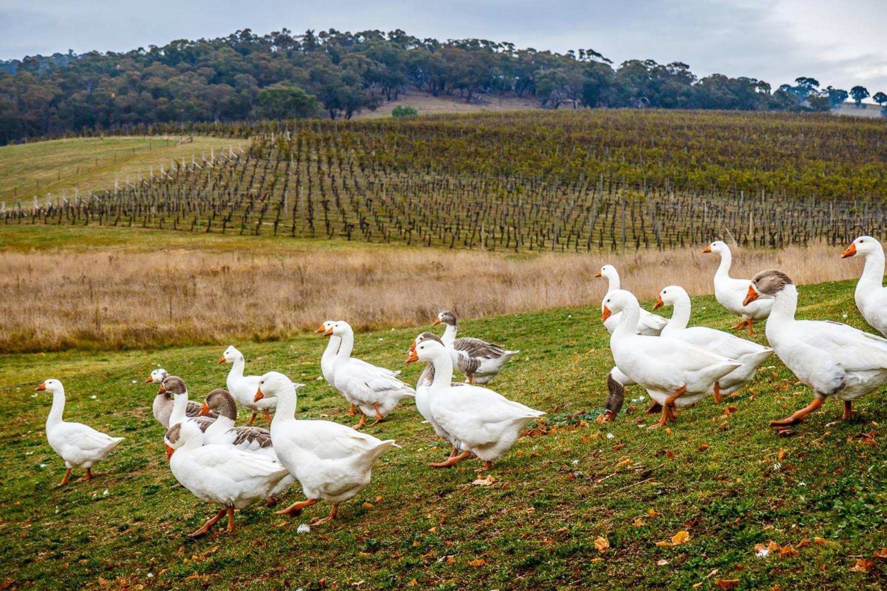 Mayfield Vineyard Orange Luaran gambar
