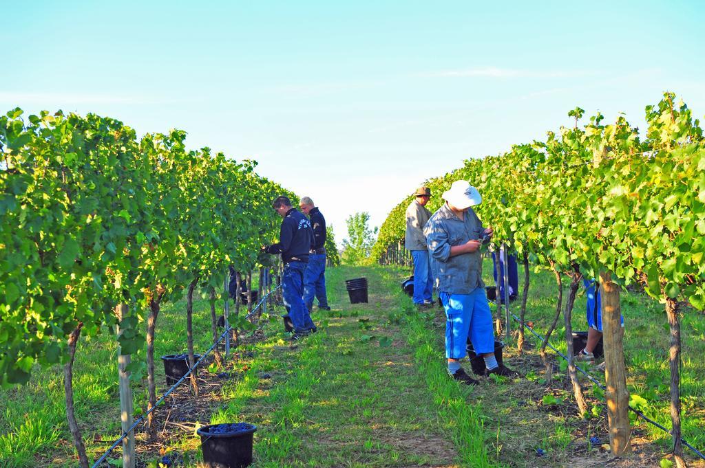 Mayfield Vineyard Orange Luaran gambar
