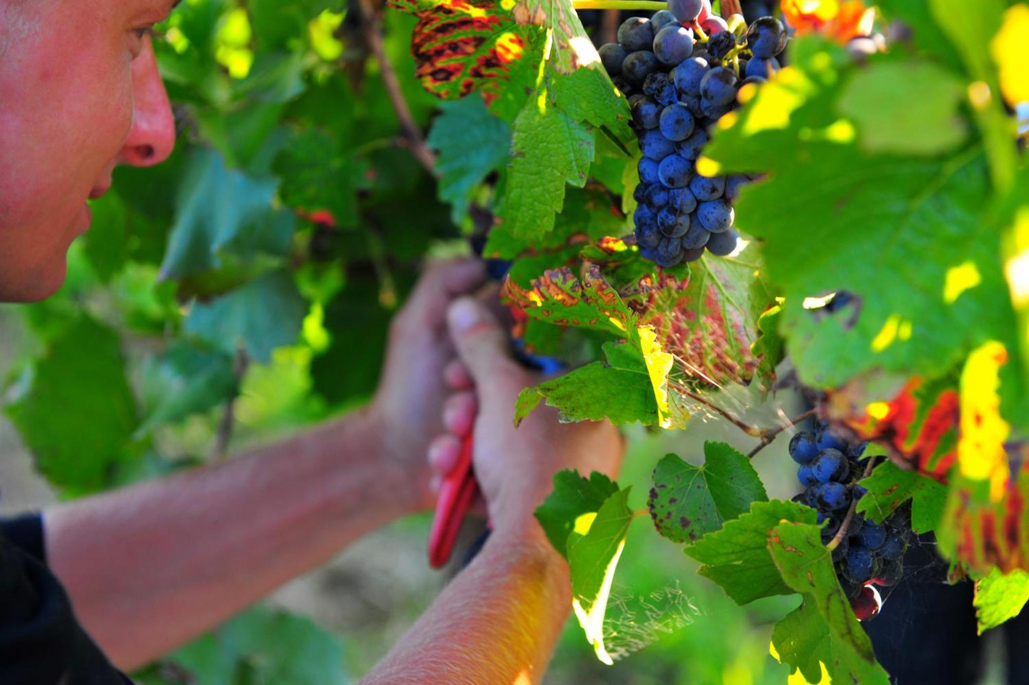 Mayfield Vineyard Orange Luaran gambar